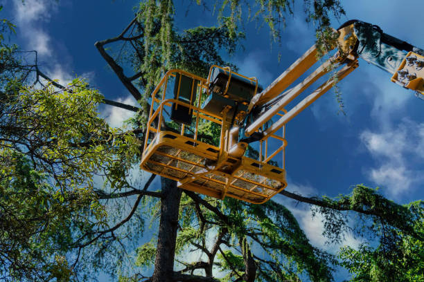 Reliable Palestine, IL  Tree Services Solutions